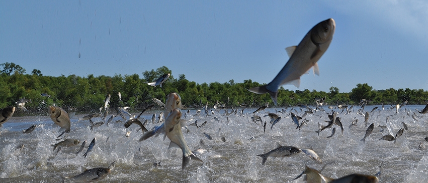 Asian carp